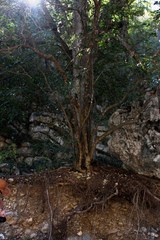 Casimiroa pringlei