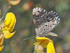 Lepidochrysops bacchus