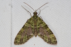 Phthonoloba viridifasciata