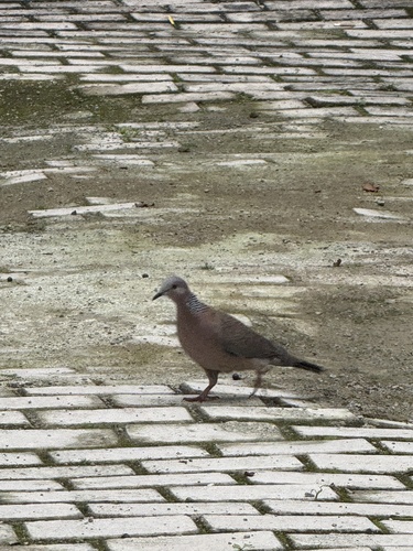 Spotted Dove