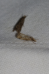 Microchilo inexpectellus