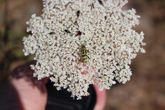 Chlorophorus varius