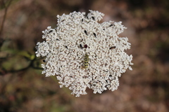Chlorophorus varius
