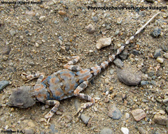 Phrynocephalus versicolor