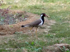 Vanellus indicus