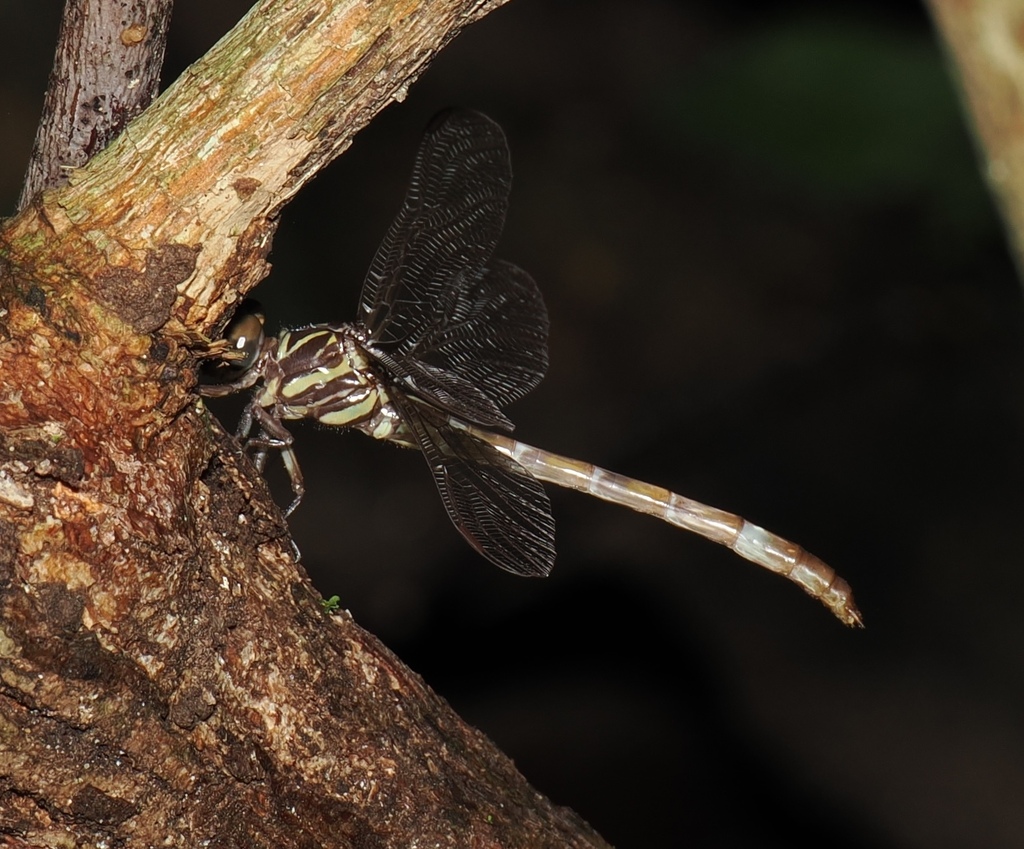 Paragomphus nigroviridis