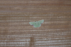 Comibaena procumbaria