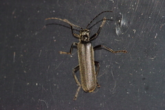 Lycocerus okinawanus
