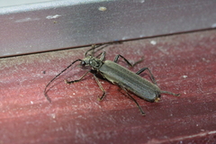 Lycocerus okinawanus