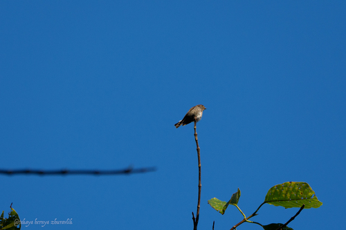 Dark-sided Flycatcher (Muscicapa sibirica), photo 2