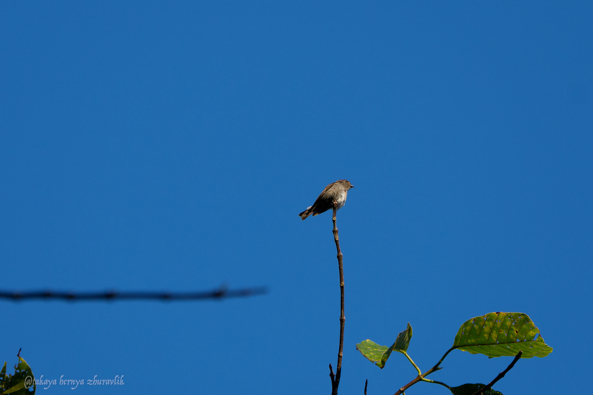 Dark-sided Flycatcher (Muscicapa sibirica), photo 2
