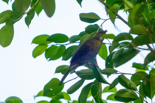 Asian Red-eyed Bulbul (Pycnonotus brunneus), photo 7