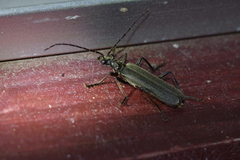 Lycocerus okinawanus