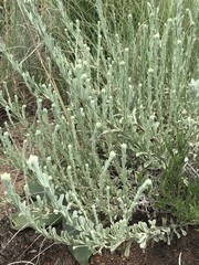 Helichrysum callicomum