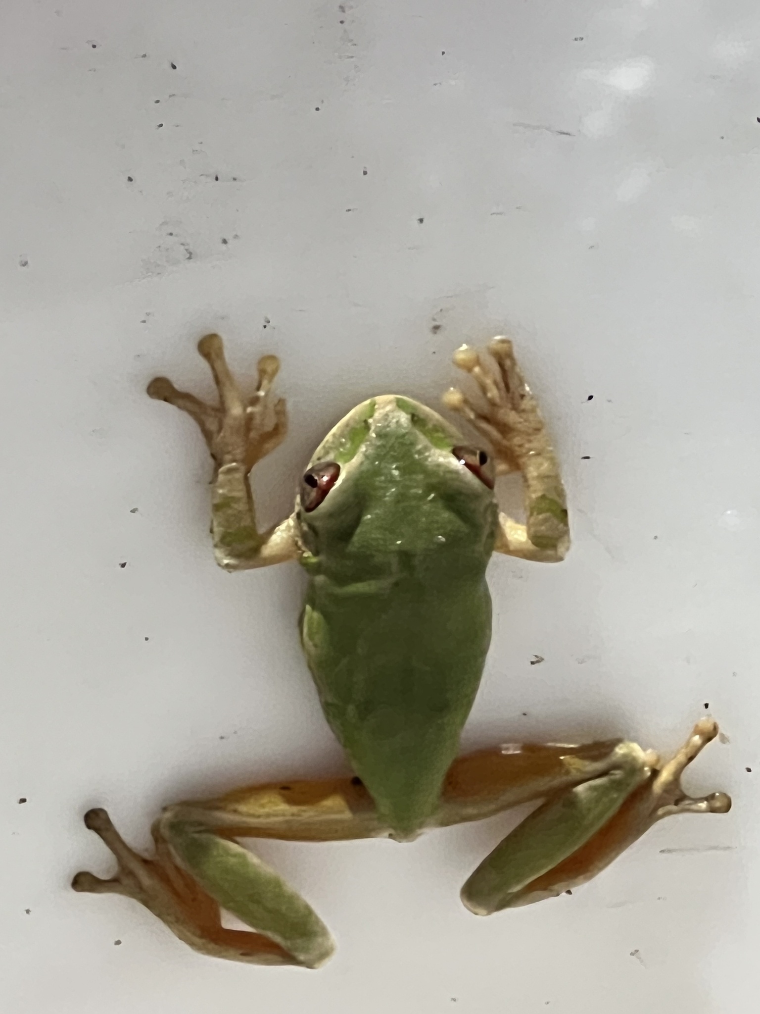 Leptopelis natalensis (Smith, 1849)