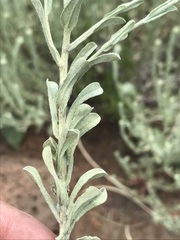 Helichrysum callicomum