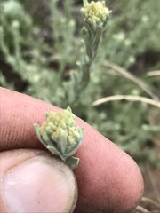 Helichrysum callicomum