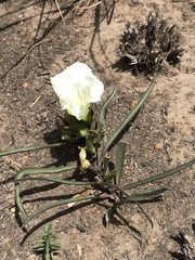 Ipomoea simplex