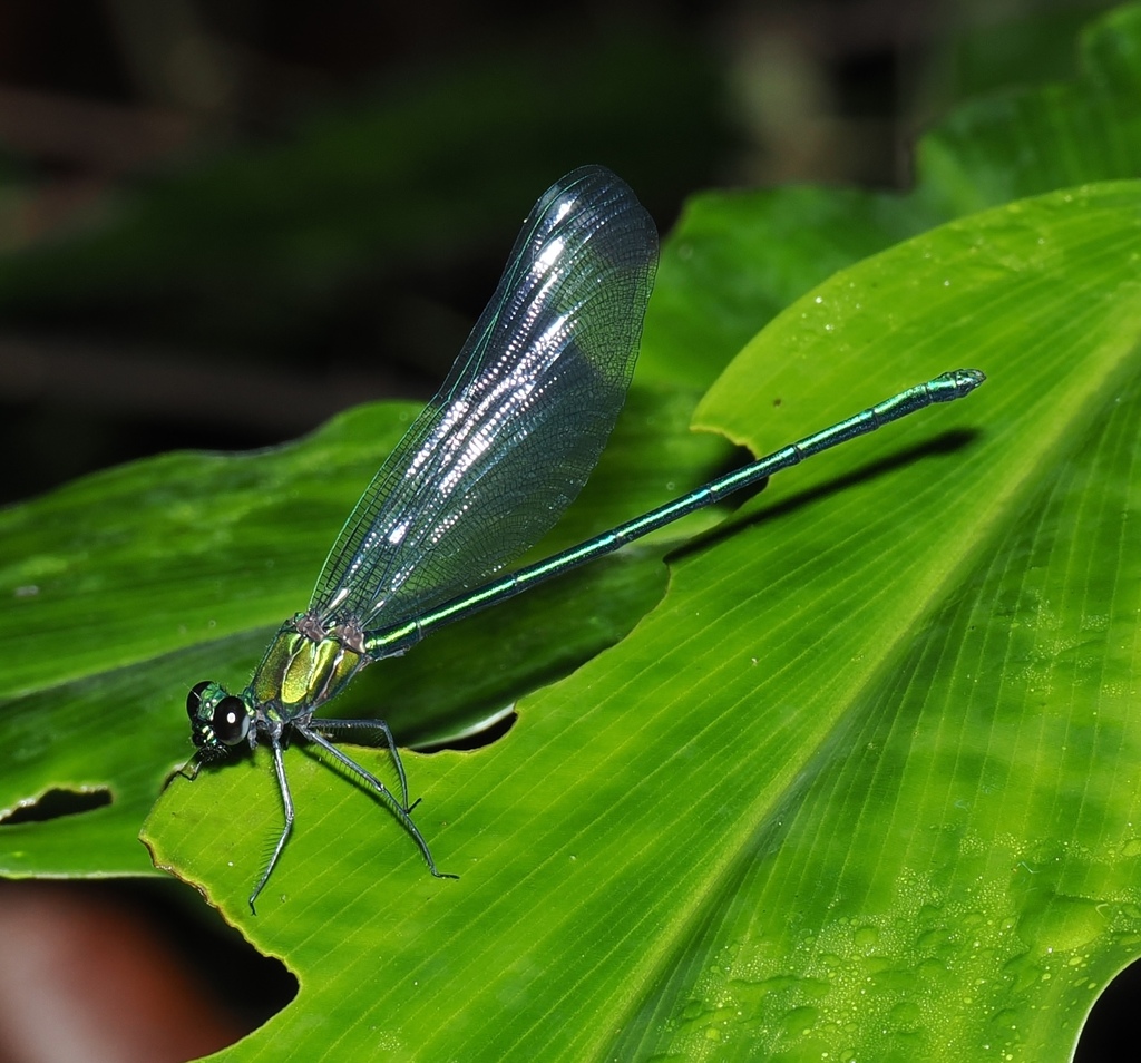 Bluewings