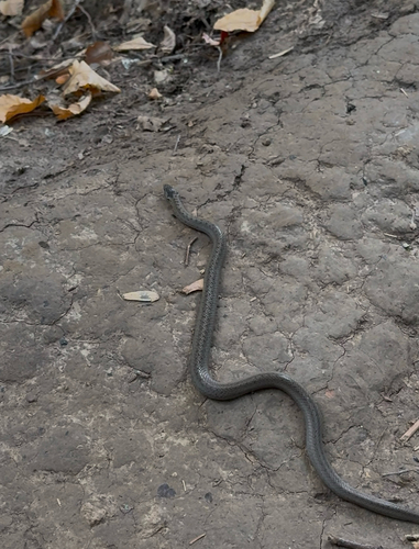 Smooth Snake