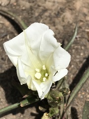 Ipomoea simplex