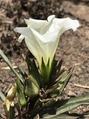 Ipomoea simplex