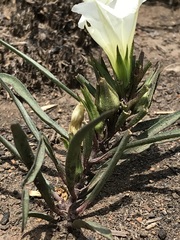 Ipomoea simplex