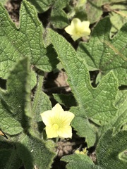 Cucumis hirsutus