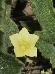 Cucumis hirsutus