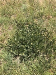 Pearsonia cajanifolia