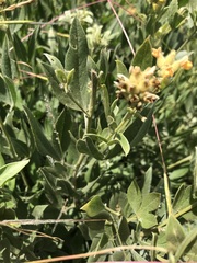 Pearsonia cajanifolia