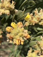 Pearsonia cajanifolia