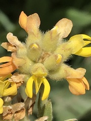 Pearsonia cajanifolia