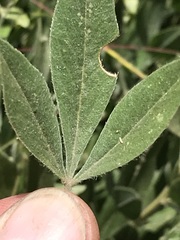 Pearsonia cajanifolia