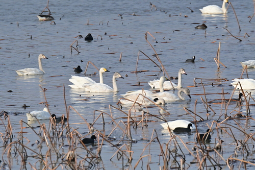 Tundra Swan