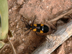 Oncopeltus famelicus