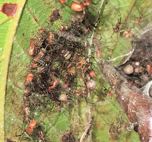 Anelosimus domingo