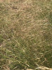 Aristida diffusa