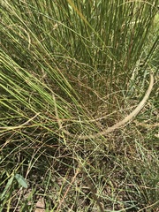 Aristida diffusa