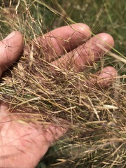 Aristida diffusa
