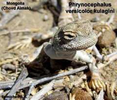 Phrynocephalus versicolor