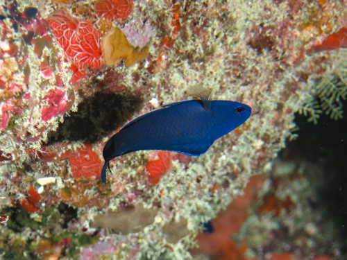 Blue assessor (Assessor macneilli) — Plesiopidae