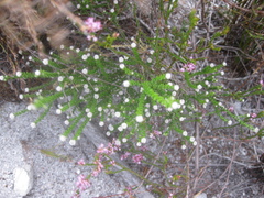 Phylica humilis