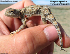 Phrynocephalus versicolor
