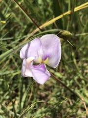 Sphenostylis angustifolia