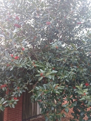 Ilex opaca