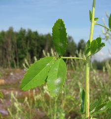 Erysiphe trifoliorum