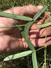 Sphenostylis angustifolia