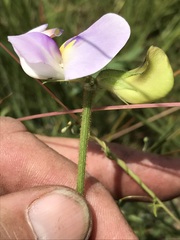 Sphenostylis angustifolia