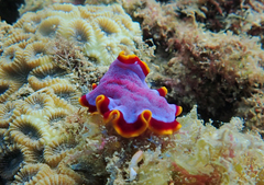 Pseudoceros ferrugineus